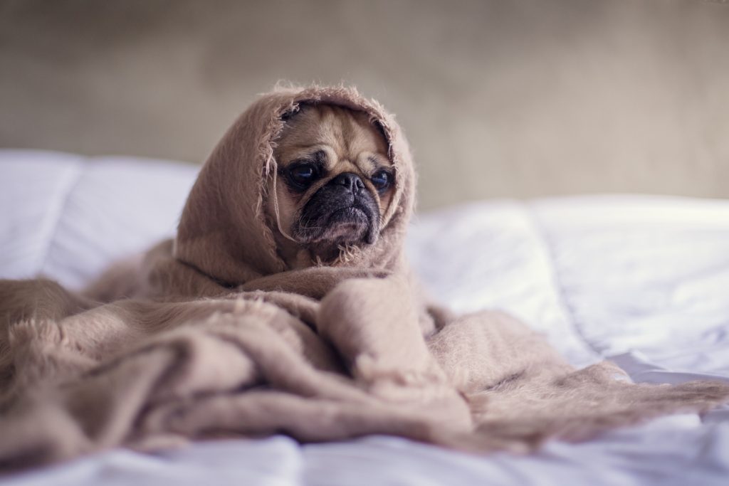 pug in a blanket; Image by Free-Photos from Pixabay